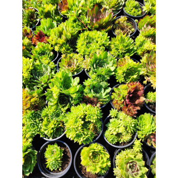 Sempervivum hybridum Mix - ghiveci 2l, planta acoperitoare de sol - Img 3
