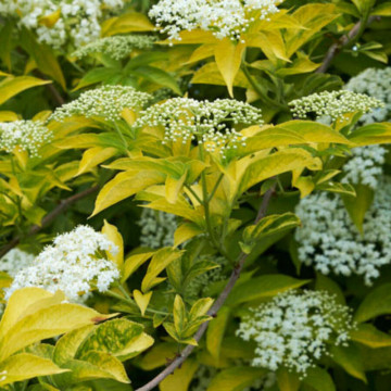 Soc galben (Sambucus nigra Aurea), planta gard viu, arbust fructifer, planta melifera - Img 2