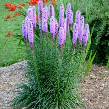 Stea stralucitoare (Liatris spicata floristan Violet), planta perena, flori mov