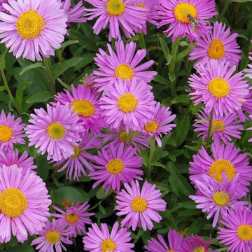Stelute (Aster alpinus Happy End), planta perena, flori roz - Img 3