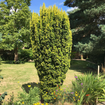 Tisa galbena (Taxus b. 'Fastigiata aurea'), planta gard viu, vesnic verde - Img 2