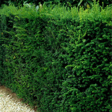 Tisa Hicksii (Taxus media Hicksii), planta gard viu, vesnic verde - Img 3