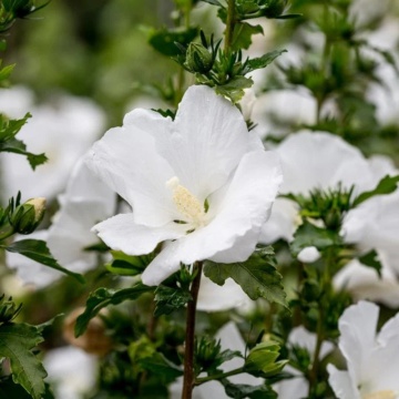 Trandafir chinezesc alba (Hibiscus syriacus William r. Smith), planta gard viu, arbust ornamental, flori alb