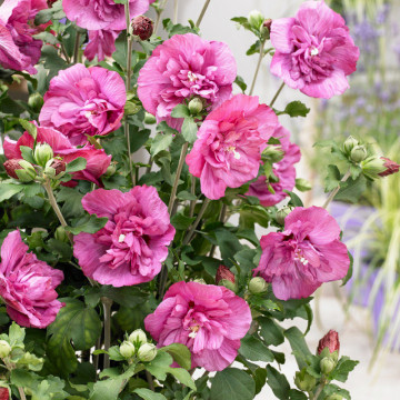 Trandafir chinezesc mov (Hibiscus syriacus Duc de Brabant), planta gard viu, arbust ornamental, flori roz
