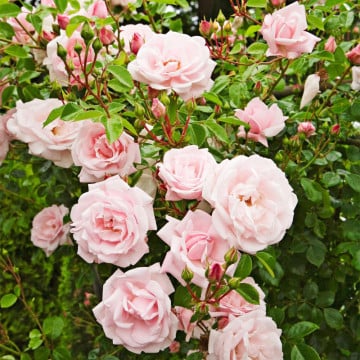 Trandafir pitic roz (Rosa miniature pink), planta ornamentala, planta parfumata, flori roz - Img 2