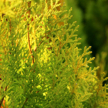 Tuia galbena (Platycladus Pyramidalis Aurea) ghiveci 2l, planta gard viu, vesnic verde, frunzis galben - Img 2