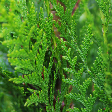 Tuia gigant (Thuja plicata Atrovirens) 25-40 cm, planta gard viu, vesnic verde - Img 3