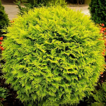 Tuia glob galbena (Thuja occ. Golden Globe), vesnic verde, conifer ornamental, frunzis galben