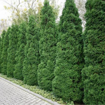 Tuia holmstrup (Thuja occ. Holmstrup) ghiveci 2 l, planta gard viu, vesnic verde - Img 3