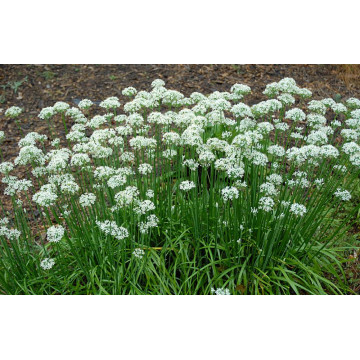 Usturoi de frunze (Allium tuberosum), bulbi allium, flori alb