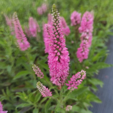 Veronica roz (Veronica spi. Rose zwerg) ghiveci 2 l, planta perena, flori roz - Img 2