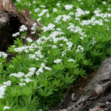 Vinarita (Galium odoratum), planta perena, flori alb - Img 3