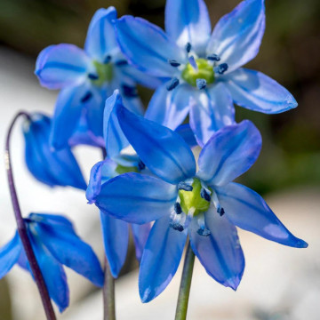 Viorele (Scilla Siberica), planta de gradina