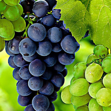 Vita de vie cu bobul negru de masa (Vitis Zilga), planta fructifera, planta melifera