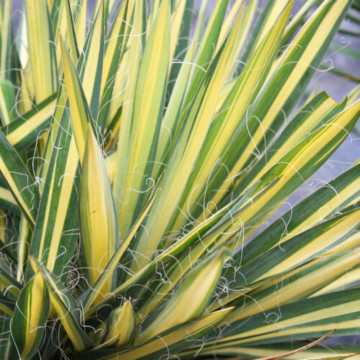 Yucca Filamentosa Color Guard