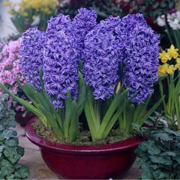 Zambile albastre (Hyacinthus Blue Jacket), bulbi zambile, flori albastru - Img 2