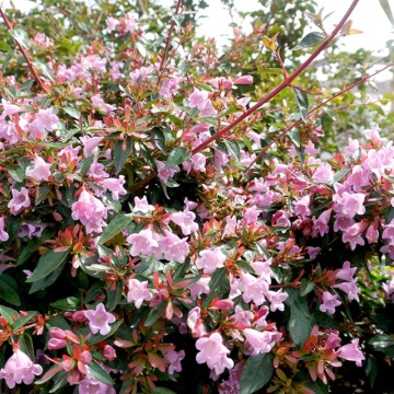 Abelia Edward Goucher - Img 2