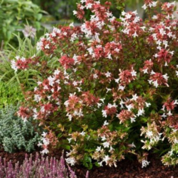 Abelia grandiflora, arbust ornamental, flori alb, roz - Img 4
