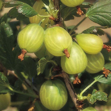 Agris verde (Ribes uva crispa hinna. Grun), arbust fructifer