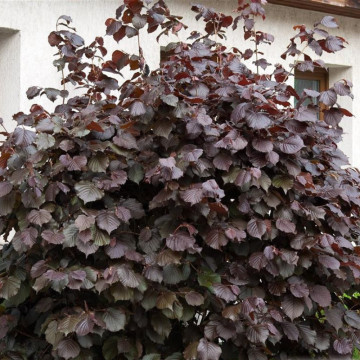 Alun rosu (Corylus maxima Purpurea), planta gard viu, planta fructifera, frunzis rosu