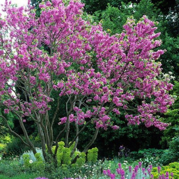 Arborele de Iudeea (Cercis siliquastrum), arbore ornamental, flori roz - Img 3