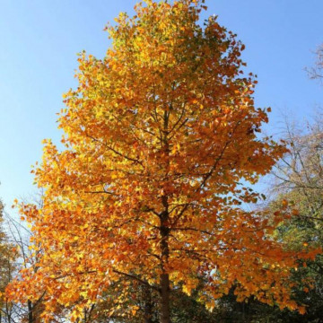 Arborele de lalea (Liriodendron tulipifera) 100-140 cm, arbore ornamental, flori galbene - Img 5