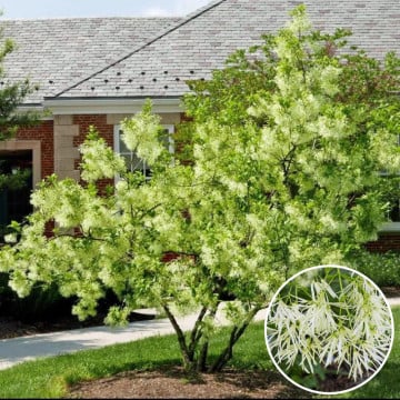 Arborele zapezii (Chionanthus virginicus), arbust ornamental, planta parfumata, flori alb
