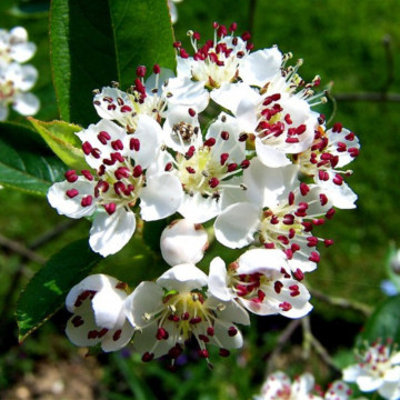 Aronia Briliant (Aronia arbutifolia Brilliant), planta gard viu, arbust fructifer, planta medicinala - Img 3