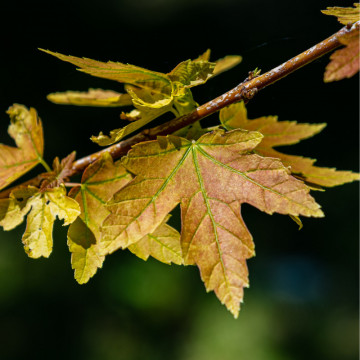 Artar argintiu (Acer saccharinum) 120-150 cm, arbore ornamental