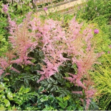 Astilbe (Astilbe Flamingo), planta ornamentala, flori roz - Img 2