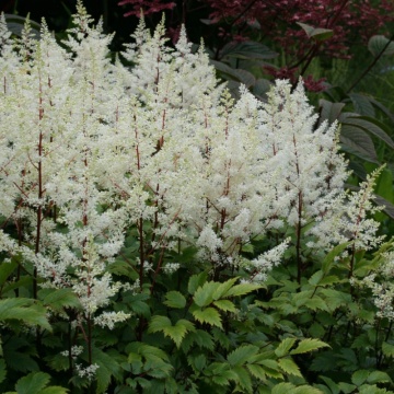 ASTILBE ROCK AND ROLL - STELUTE DE TOAMNA - Img 1