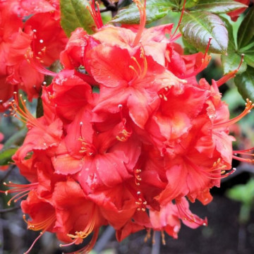 Azalee japoneza (Rhododendron Doloroso), planta ornamentala, flori rosu - Img 2
