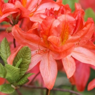 Azalee portocalie (Rhododendron geisha Orange), vesnic verde, arbust ornamental
