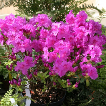 Azalee violet (Rhododendron Konigstein), vesnic verde, arbust ornamental - Img 3