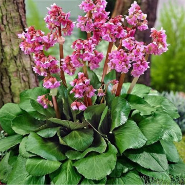 Bădan (Bergenia cordifolia Rose), vesnic verde, planta perena, flori roz