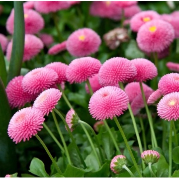 Banutei roz (Bellis perenis), planta perena, flori roz