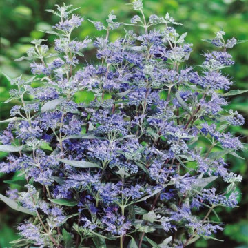 Barbă albastră (Caryopteris cland heavenly blue), arbust ornamental, planta melifera - Img 4
