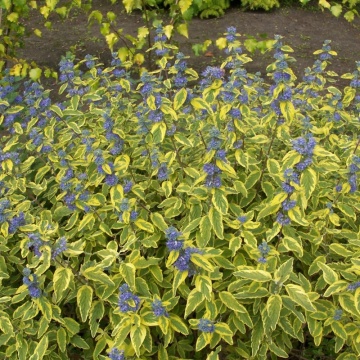Barba Imparatului (Caryopteris × clandonensis Summer Sorbet), arbust ornamental, planta parfumata, flori mov - Img 2