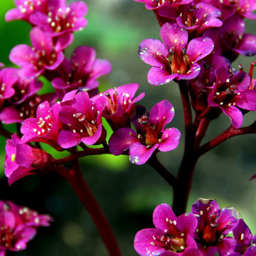 Bergenia (Bergenia cordifolia) ghiveci 2 l - Img 2