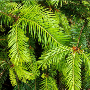 Brad douglas (Pseudotsuga menziesii) 30-50 cm - Img 3