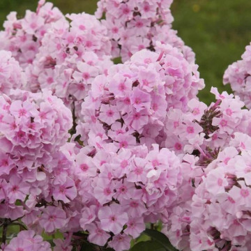Brumarele (Phlox 'Charlotte'), planta perena, planta parfumata, flori roz