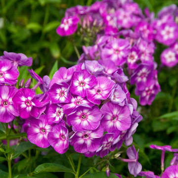 Brumarele (Phlox Laura), planta ornamentala, planta parfumata, flori roz