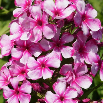 Brumarele (Phlox Neon flare blue), planta perena, planta parfumata, flori albastru - Img 3