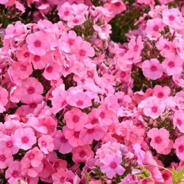 Brumarele (Phlox paniculata Famous Pink), planta perena, planta parfumata, flori roz