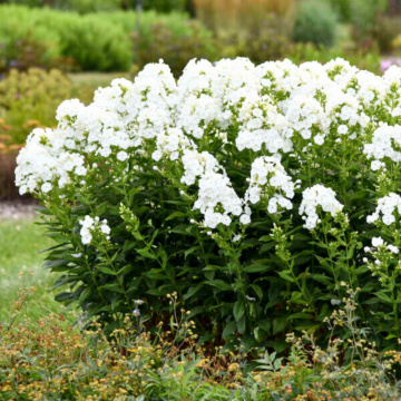 Brumarele (Phlox paniculata Famous White), planta perena, planta parfumata, flori alb - Img 2
