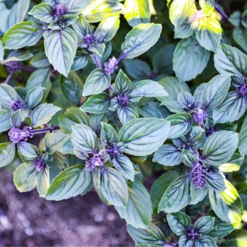 Busuioc African (Ocimum basilicum African Blue)