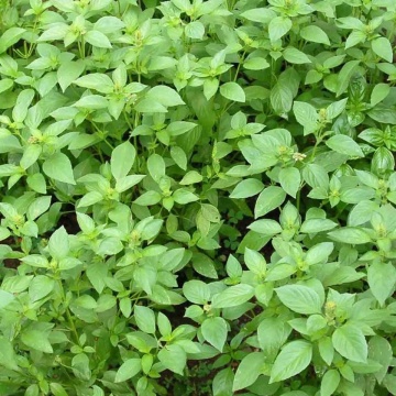 Busuioc cu aroma de lamaie (Ocimum basilicum lemon)