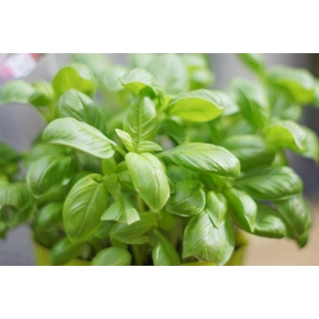 Busuioc (Ocimum basilicum), planta aromatica - Img 2