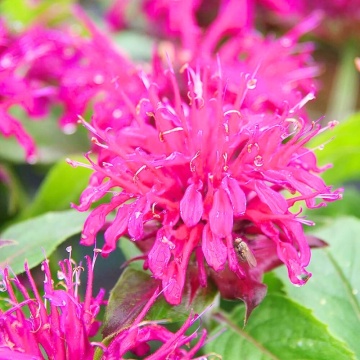 Busuioc turcesc (Monarda balmy Purple red), planta perena, planta aromatica, planta medicinala