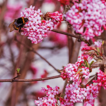 Calin de iarna (Viburnum x bodnantense Dawn), arbust ornamental, flori roz